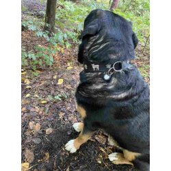 Kuh und Edelweiss Hundehalsband  5 cm breit