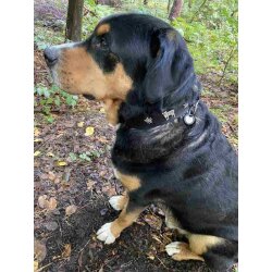 Kuh und Edelweiss Hundehalsband  5 cm breit