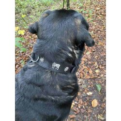 Kuh und Edelweiss Hundehalsband  5 cm breit