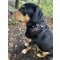 Kuh und Edelweiss Hundehalsband  5 cm breit