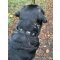 Kuh und Edelweiss Hundehalsband  5 cm breit